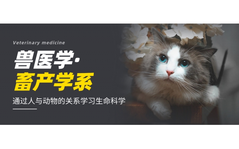 開設獸醫(yī)學的日本大學有哪些